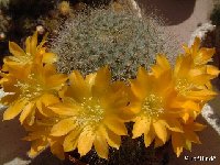 Rebutia minuscula v. kesselringiana JLcoll.3986.jpg